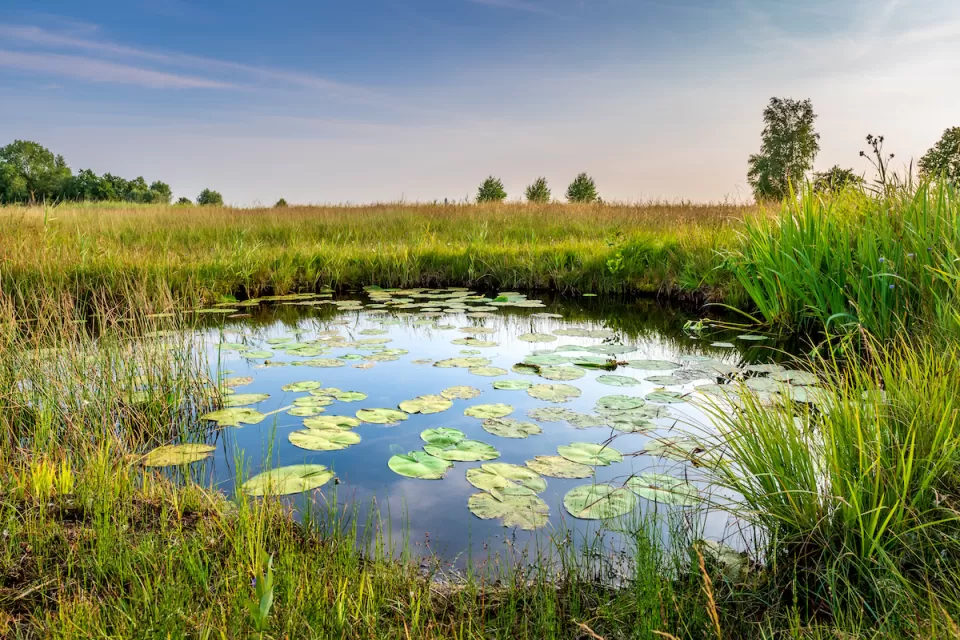 View of wetlands with lilypads at dusk.